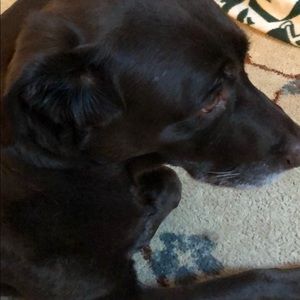 Meet your Posher, Deanna